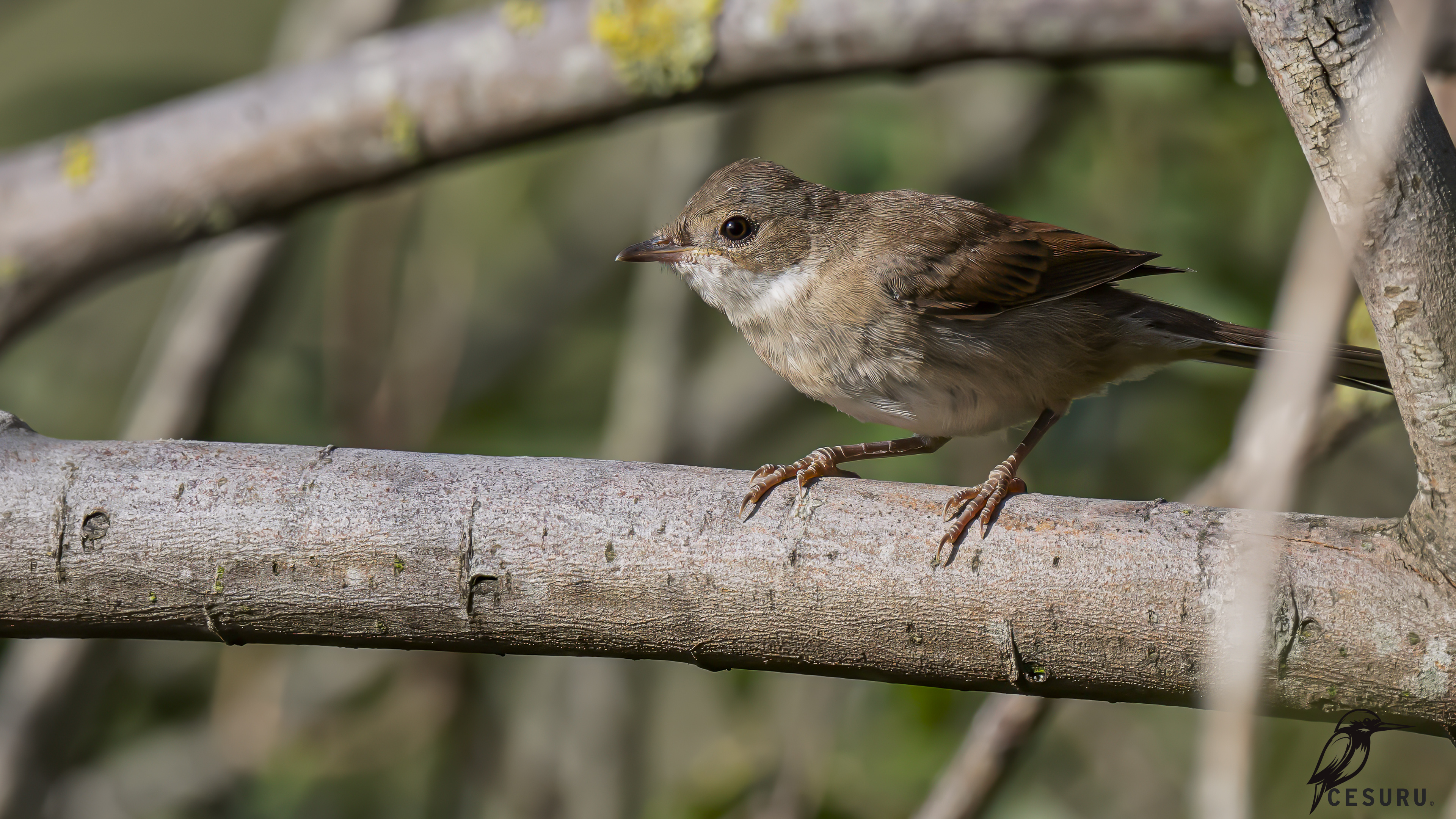 Greater Whitethroat